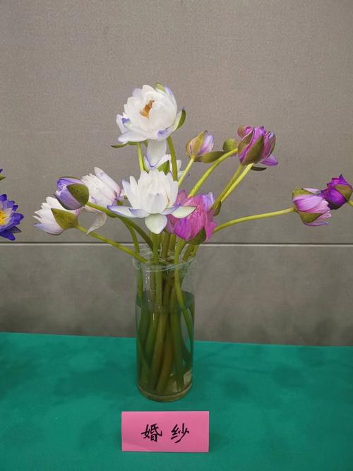 热带花卉芯片迎来高光时刻中国热科院发布一批自主知识产权花卉新品种